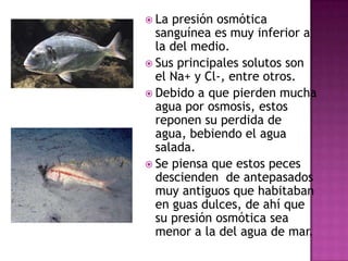  La presión osmótica
  sanguínea es muy inferior a
  la del medio.
 Sus principales solutos son
  el Na+ y Cl-, entre otros.
 Debido a que pierden mucha
  agua por osmosis, estos
  reponen su perdida de
  agua, bebiendo el agua
  salada.
 Se piensa que estos peces
  descienden de antepasados
  muy antiguos que habitaban
  en guas dulces, de ahí que
  su presión osmótica sea
  menor a la del agua de mar.
 