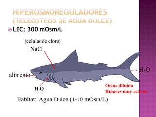  LEC:   300 mOsm/L
     (células de cloro)
         NaCl


                                                  H2O
alimento
                                   Orina diluída
           H2O                     Riñones muy activos
   Habitat: Agua Dulce (1-10 mOsm/L)
 