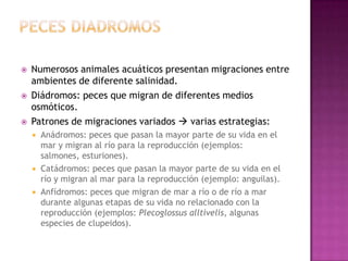    Numerosos animales acuáticos presentan migraciones entre
    ambientes de diferente salinidad.
   Diádromos: peces que migran de diferentes medios
    osmóticos.
   Patrones de migraciones variados  varias estrategias:
       Anádromos: peces que pasan la mayor parte de su vida en el
        mar y migran al río para la reproducción (ejemplos:
        salmones, esturiones).
       Catádromos: peces que pasan la mayor parte de su vida en el
        río y migran al mar para la reproducción (ejemplo: anguilas).
       Anfídromos: peces que migran de mar a río o de río a mar
        durante algunas etapas de su vida no relacionado con la
        reproducción (ejemplos: Plecoglossus alltivelis, algunas
        especies de clupeidos).
 