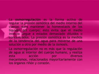  La osmorregulación es la forma activa de
  regular la presión osmótica del medio interno del
  cuerpo para mantener la homeostasis de los
  líquidos del cuerpo; esto evita que el medio
  interno llegue a estados demasiado diluidos o
  concentrados. La presión osmótica es la medida
  de la tendencia del agua para moverse de una
  solución a otra por medio de la ósmosis.
 La osmorregulación no es más que la regulación
  de agua al interior del cuerpo humano, y realiza
  esta          acción         por         diversos
  mecanismos, relacionados mayoritariamente con
  los órganos riñón y corazón.
 