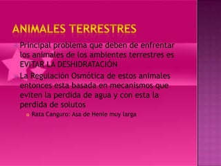  Principal problema que deben de enfrentar
  los animales de los ambientes terrestres es
  EVITAR LA DESHIDRATACIÓN
 La Regulación Osmótica de estos animales
  entonces esta basada en mecanismos que
  eviten la perdida de agua y con esta la
  perdida de solutos
      Rata Canguro: Asa de Henle muy larga
 
