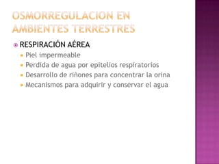  RESPIRACIÓN     AÉREA
    Piel impermeable
    Perdida de agua por epitelios respiratorios
    Desarrollo de riñones para concentrar la orina
    Mecanismos para adquirir y conservar el agua
 