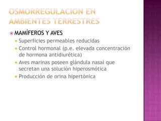  MAMÍFEROS    Y AVES
    Superficies permeables reducidas
    Control hormonal (p.e. elevada concentración
     de hormona antidiurética)
    Aves marinas poseen glándula nasal que
     secretan una solución hiperosmótica
    Producción de orina hipertónica
 