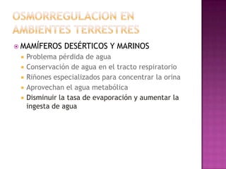  MAMÍFEROS     DESÉRTICOS Y MARINOS
    Problema pérdida de agua
    Conservación de agua en el tracto respiratorio
    Riñones especializados para concentrar la orina
    Aprovechan el agua metabólica
    Disminuir la tasa de evaporación y aumentar la
     ingesta de agua
 