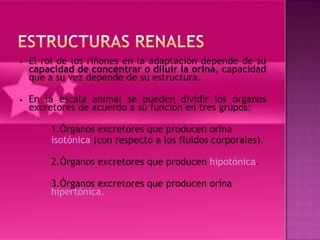 •   El rol de los riñones en la adaptación depende de su
    capacidad de concentrar o diluir la orina, capacidad
    que a su vez depende de su estructura.

•   En la escala animal se pueden dividir los órganos
    excretores de acuerdo a su función en tres grupos:

        1.Órganos excretores que producen orina
        isotónica (con respecto a los fluidos corporales).

        2.Órganos excretores que producen hipotónica.

        3.Órganos excretores que producen orina
        hipertónica.
 