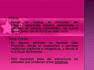 •   Filtro:
    •   Donde    se   realiza    la   filtración del
        plasma, separando materia particulada y
        coloides de solutos cristaloides, los cuales
        pasan junto con el H2O a un tubo corto.

•   Tubo Corto:
    •   En algunos animales es llamado Tubo
        Proximal, donde se reabsorben y secretan
        moléculas orgánicas e inorgánicas, y donde el
        H2O fluye libremente.

    •   Sólo necesitan estas dos estructuras los
        animales que producen orina isotónica.
 