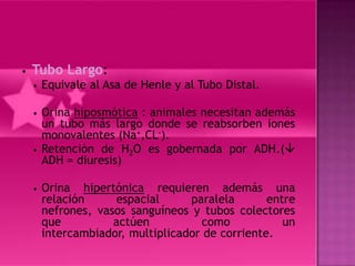 •   Tubo Largo:
    •   Equivale al Asa de Henle y al Tubo Distal.

    •   Orina hiposmótica : animales necesitan además
        un tubo más largo donde se reabsorben iones
        monovalentes (Na+,CL-).
    •   Retención de H2O es gobernada por ADH.(
        ADH = diuresis)

    •   Orina hipertónica requieren además una
        relación     espacial      paralela       entre
        nefrones, vasos sanguíneos y tubos colectores
        que          actúen          como            un
        intercambiador, multiplicador de corriente.
 