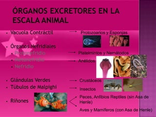 •   Vacuola Contráctil     Protozoarios y Esponjas


•   Órganos Nefridiales
    • Protonefridio       Platelmintos y Nemátodos
    • Metanefridio        Anélidos
    • Nefridio


•   Glándulas Verdes      Crustáceos
•   Túbulos de Malpighi   Insectos
                          Peces, Anfibios Reptiles (sin Asa de
•   Riñones               Henle)
                          Aves y Mamíferos (con Asa de Henle)
 