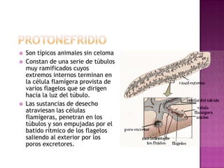    Son típicos animales sin celoma
   Constan de una serie de túbulos
    muy ramificados cuyos
    extremos internos terminan en
    la célula flamígera provista de
    varios flagelos que se dirigen
    hacia la luz del túbulo.
   Las sustancias de desecho
    atraviesan las células
    flamígeras, penetran en los
    túbulos y son empujadas por el
    batido rítmico de los flagelos
    saliendo al exterior por los
    poros excretores.
 