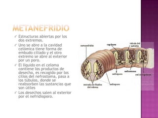 Estructuras abiertas por los
dos extremos.
Uno se abre a la cavidad
celómica tiene forma de
embudo ciliado y el otro
extremo se abre al exterior
por un poro.
El líquido en el celoma
contiene los productos de
desecho, es recogido por los
cilios del nefrostoma, pasa a
los túbulos, donde se
reabsorben las sustancias que
son útiles
Los desechos salen al exterior
por el nefridioporo.
 