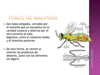    Son tubos delgados, cerrados por
    el extremo que se encuentra en la
    cavidad corporal y abiertos por el
    otro extremo al tubo
    digestivo, entre el intestino medio
    y el intestino posterior.

   De esta forma, se vierten al
    exterior los productos de
    desecho, junto con los alimentos
    sin digerir.
 