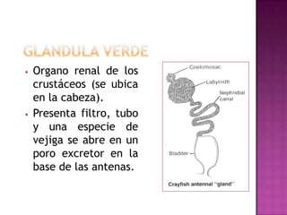 •   Organo renal de los
    crustáceos (se ubica
    en la cabeza).
•   Presenta filtro, tubo
    y una especie de
    vejiga se abre en un
    poro excretor en la
    base de las antenas.
 