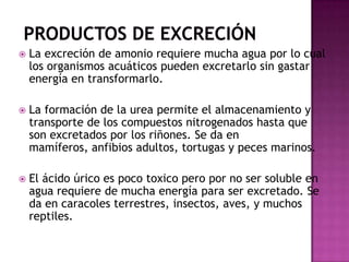    La excreción de amonio requiere mucha agua por lo cual
    los organismos acuáticos pueden excretarlo sin gastar
    energía en transformarlo.

   La formación de la urea permite el almacenamiento y
    transporte de los compuestos nitrogenados hasta que
    son excretados por los riñones. Se da en
    mamíferos, anfibios adultos, tortugas y peces marinos.

   El ácido úrico es poco toxico pero por no ser soluble en
    agua requiere de mucha energía para ser excretado. Se
    da en caracoles terrestres, insectos, aves, y muchos
    reptiles.
 