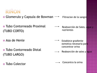    Glomerulo y Capsula de Bowman   Filtracion de la sangre


 Tubo Contorneado Proximal         Reabsorción de Sales, Agua y
                                    nutrientes
(TUBO CORTO)

   Asa de Henle                    Establece gradiente
                                    osmotica necesaria para
                                    concentrar orina
 Tubo Contorneado Distal           Reabsorción de sales y agua
(TUBO LARGO)

                                    Concentra la orina
   Tubo Colector
 