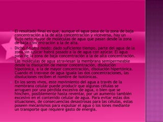    El resultado final es que, aunque el agua pasa de la zona de baja
    concentración a la de alta concentración y viceversa, hay un
    flujo neto mayor de moléculas de agua que pasan desde la zona
    de baja concentración a la de alta.
   Dicho de otro modo: dado suficiente tiempo, parte del agua de la
    zona sin azúcar habrá pasado a la de agua con azúcar. El agua
    pasa de la zona de baja concentración a la de alta concentración.
   Las moléculas de agua atraviesan la membrana semipermeable
    desde la disolución de menor concentración, disolución
    hipotónica, a la de mayor concentración, disolución hipertónica.
    Cuando el trasvase de agua iguala las dos concentraciones, las
    disoluciones reciben el nombre de isotónicas.
   En los seres vivos, este movimiento del agua a través de la
    membrana celular puede producir que algunas células se
    arruguen por una pérdida excesiva de agua, o bien que se
    hinchen, posiblemente hasta reventar, por un aumento también
    excesivo en el contenido celular de agua. Para evitar estas dos
    situaciones, de consecuencias desastrosas para las células, estas
    poseen mecanismos para expulsar el agua o los iones mediante
    un transporte que requiere gasto de energía.
 
