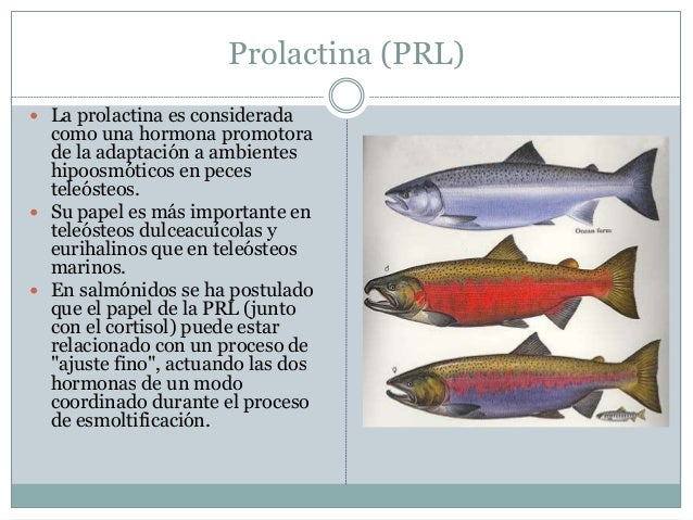 Osmorregulación en peces teleósteos