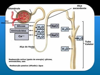 Glomérulo Alça descendente Glicose Aminoácidos Ca ++ Alça ascendente Tubo  Coletor Alça de Henle ORGANIZAÇÃO BÁSICA DO NÉF...