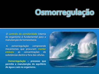 <ul><li>O   controlo da osmolaridade  interna do organismo é fundamental para a manutenção da homeostasia. </li></ul><ul><...