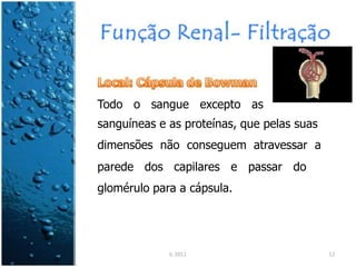 Todo o sangue excepto as
sanguíneas e as proteínas, que pelas suas
dimensões não conseguem atravessar a
parede dos capilares e passar do
glomérulo para a cápsula.
IL 2011 12
 