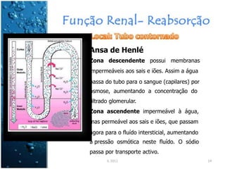 Ansa de Henlé
Zona descendente possui membranas
impermeáveis aos sais e iões. Assim a água
passa do tubo para o sangue (capilares) por
osmose, aumentando a concentração do
filtrado glomerular.
Zona ascendente impermeável à água,
mas permeável aos sais e iões, que passam
agora para o fluído intersticial, aumentando
a pressão osmótica neste fluído. O sódio
passa por transporte activo.
IL 2011 14
 