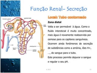 Zona distal
Volta a ser permeável à água. Como o
fluído intersticial é muito concentrado,
mais água é novamente reabsorvida por
osmose para os capilares sanguíneos.
Ocorrem ainda fenómenos de secreção
de substâncias como a amónia, iões H+,
…, do sangue para o tubo.
Este processo permite depurar o sangue
e regular o seu pH.
IL 2011 15
 