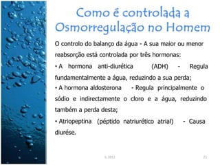 O controlo do balanço da água - A sua maior ou menor
reabsorção está controlada por três hormonas:
• A hormona anti-diurética (ADH) - Regula
fundamentalmente a água, reduzindo a sua perda;
• A hormona aldosterona - Regula principalmente o
sódio e indirectamente o cloro e a água, reduzindo
também a perda desta;
• Atriopeptina (péptido natriurético atrial) - Causa
diurése.
IL 2011 21
 