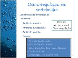 • Ocupam grande diversidade de
ambientes:
• Ambiente terrestre
• Ambiente dulceaquícola
• Ambiente marinho
• Deserto
Diversos
Mecanismos de
Osmorregulação
• Dimensões dos glomérulos
• Dimensões das ansas de Henlé
• Glândulas excretoras de sal (transporte activo)
• Quantidade de urina
• Concentração de sais e iões na urina 22
 