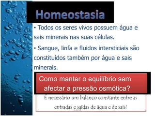• Todos os seres vivos possuem água e
sais minerais nas suas células.
• Sangue, linfa e fluidos intersticiais são
constituídos também por água e sais
minerais.
Como manter o equilíbrio sem
afectar a pressão osmótica?
É necessário um balanço constante entre as
entradas e saídas de água e de sais!IL 2011 3
 