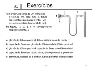 5. Exercícios
No homem, há cerca de um milhão de
nefrónios em cada rim. A figura
representaesquematicamente, um
nefrónio (unidade funcional do rim).
Na figura, 1, 2, 3 e 4 correspondem,
respectivamente, a:
a) glomérulo, túbulo proximal, túbulo distal e ansa de Henle.
b) cápsula de Bowman, glomérulo, túbulo distal e túbulo proximal.
c) glomérulo, túbulo proximal, cápsula de Bowman e túbulo distal.
d) cápsula de Bowman, túbulo distal, túbulo proximal e glomérulo.
e) glomérulo, cápsula de Bowman, túbulo proximal e túbulo distal.
IL 2011 37
 