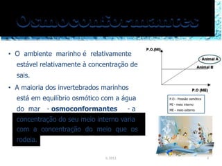 • O ambiente marinho é relativamente
estável relativamente à concentração de
sais.
• A maioria dos invertebrados marinhos
está em equilíbrio osmótico com a água
do mar - osmoconformantes - a
concentração do seu meio interno varia
com a concentração do meio que os
rodeia.
IL 2011
P.O - Pressão osmótica
MI - meio interno
ME - meio externo
4
 
