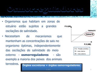 • Organismos que habitam em zonas de
estuário estão sujeitos a grandes
oscilações de salinidade.
• Necessitam de mecanismos que
mantenham as concentrações de sais no
organismo óptimas, independentemente
das oscilações de salinidade do meio
externo - osmorreguladores - são
exemplo a maioria dos peixes dos animais
terrestres.
P.O - Pressão osmótica
MI - meio interno
ME - meio externo
Órgãos excretores = órgãos osmorreguladores.
IL 2011 5
 