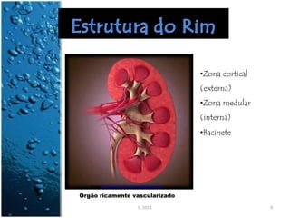 •Zona cortical
(externa)
•Zona medular
(interna)
•Bacinete
Imagem: http://www.gcarlson.com/images/kidney.jpg
Órgão ricamente vascularizado
IL 2011 8
 
