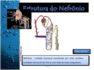Tubo colector
Nefrónio - unidade funcional constituída por tubo urinífero
(unidade estrutural do rim) e uma rede de vasos sanguíneos.
IL 2011 9
 