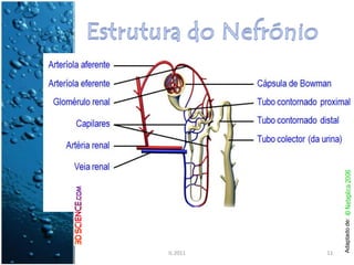 IL 2011
11




   Adaptado de:
 