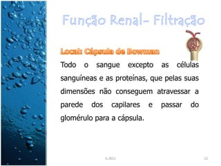 Todo     o    sangue         excepto   as   células
sanguíneas e as proteínas, que pelas suas
dimensões não conseguem atravessar a
parede       dos       capilares   e   passar   do
glomérulo para a cápsula.




                   IL 2011                            12
 