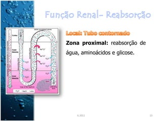 Zona proximal: reabsorção de
água, aminoácidos e glicose.




    IL 2011                    13
 
