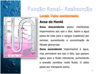 Ansa de Henlé
Zona    descendente      possui   membranas
impermeáveis aos sais e iões. Assim a água
passa do tubo para o sangue (capilares) por
osmose, aumentando a concentração do
filtrado glomerular.
Zona ascendente impermeável à água,
mas permeável aos sais e iões, que passam
agora para o fluído intersticial, aumentando
a pressão osmótica neste fluído. O sódio
passa por transporte activo.
       IL 2011                                 14
 