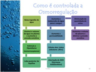 Aumenta a           Diminuição da
Baixa ingestão de
                       reabsorção de água      quantidade de
       água
                          para o sangue            urina



Diminui o volume                             Aumenta o volume
de água no plasma          Aumenta a           do plasma e
   e aumenta a           permeabilidade      diminui a pressão
 pressão osmótica                                osmótica


   Estimula o
   Hipotálamo          Células alvo: tubos
                        colectores (Rins)
(osmorreceptores)



                       Libertação de ADH
Lobo posterior da
                           (Hormona
    hipófise
                          AntiDiurética)

                    IL 2011                                      19
 
