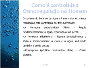 O controlo do balanço da água - A sua maior ou menor
reabsorção está controlada por três hormonas:
•A    hormona     anti-diurética   (ADH)   -    Regula
fundamentalmente a água, reduzindo a sua perda;
• A hormona aldosterona - Regula principalmente o
sódio e indirectamente o cloro e a água, reduzindo
também a perda desta;
• Atriopeptina (péptido natriurético atrial) – Causa
diurése.


                 IL 2011                            21
 