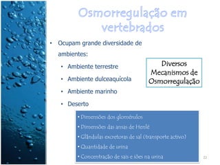 •   Ocupam grande diversidade de
    ambientes:

    • Ambiente terrestre                    Diversos
                                         Mecanismos de
    • Ambiente dulceaquícola             Osmorregulação
    • Ambiente marinho

    • Deserto

          • Dimensões dos glomérulos
          • Dimensões das ansas de Henlé
          • Glândulas excretoras de sal (transporte activo)
          • Quantidade de urina
          • Concentração de sais e iões na urina
                     IL 2011                                  22
 