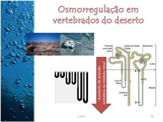 IL 2011
            Aumento da pressão
          osmótica na medula renal


26
 