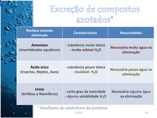 Resíduo azotado
                                 Características              Necessidades
       eliminado

        Amoníaco            - substância muito tóxica
                                                         Necessária muita água na
(Invertebrados aquáticos)      - muito solúvel H2O
                                                               eliminação


       Ácido úrico          - substância pouco tóxica
                                                         Necessária pouca água na
(Insectos, Répteis, Aves)        - insolúvel H2O
                                                               eliminação


          Ureia
                            - certo grau de toxicidade   Necessária alguma água
 (Anfíbios e Mamíferos)
                            - alguma solubilidade H2O        na eliminação

           * Resultantes do catabolismo das proteínas
                                  IL 2011                                    28
 