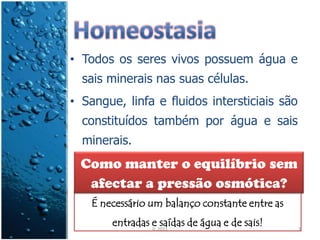 • Todos os seres vivos possuem água e
  sais minerais nas suas células.
• Sangue, linfa e fluidos intersticiais são
  constituídos também por água e sais
  minerais.
  Como manter o equilíbrio sem
   afectar a pressão osmótica?
    É necessário um balanço constante entre as
        entradas e 2011
                 IL
                    saídas de água e de sais!    3
 
