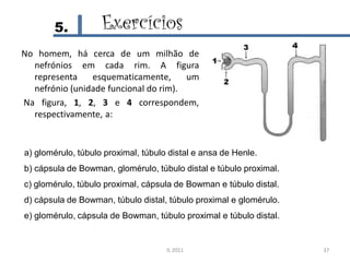 5.           Exercícios
No homem, há cerca de um milhão de
  nefrónios em cada rim. A figura
  representa    esquematicamente,      um
  nefrónio (unidade funcional do rim).
Na figura, 1, 2, 3 e 4 correspondem,
  respectivamente, a:


a) glomérulo, túbulo proximal, túbulo distal e ansa de Henle.
b) cápsula de Bowman, glomérulo, túbulo distal e túbulo proximal.
c) glomérulo, túbulo proximal, cápsula de Bowman e túbulo distal.
d) cápsula de Bowman, túbulo distal, túbulo proximal e glomérulo.
e) glomérulo, cápsula de Bowman, túbulo proximal e túbulo distal.


                                     IL 2011                        37
 