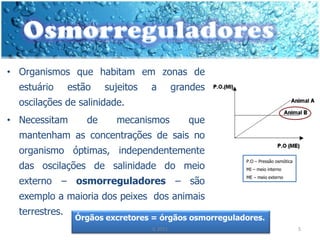 • Organismos que habitam em zonas de
  estuário      estão    sujeitos   a         grandes
  oscilações de salinidade.
• Necessitam        de     mecanismos            que
  mantenham as concentrações de sais no
  organismo óptimas, independentemente
                                                        P.O – Pressão osmótica
  das oscilações de salinidade do meio                  MI – meio interno

  externo – osmorreguladores – são
                                                        ME – meio externo



  exemplo a maioria dos peixes dos animais
  terrestres.
                 Órgãos excretores = órgãos osmorreguladores.
                                    IL 2011                                      5
 