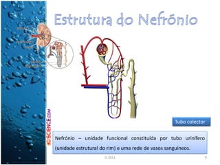 Tubo colector

Nefrónio – unidade funcional constituída por tubo urinífero
(unidade estrutural do rim) e uma rede de vasos sanguíneos.
                     IL 2011                                    9
 