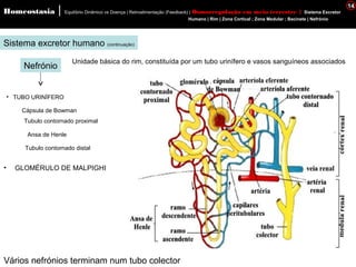 Homeostasia | Equilíbrio Dinâmico vs Doença | Retroalimentação (Feedback) | Osmorregulação em meio terrestre | Sistema Excretor 
Sistema excretor humano (continuação) 
Nefrónio Unidade básica do rim, constituída por um tubo urinífero e vasos sanguíneos associados 
• TUBO URINÍFERO 
Cápsula de Bowman 
Tubulo contornado proximal 
Ansa de Henle 
Tubulo contornado distal 
Vários nefrónios terminam num tubo colector 
Humano | Rim | Zona Cortical ; Zona Medular ; Bacinete | Nefrónio 
14 
• GLOMÉRULO DE MALPIGHI 
 