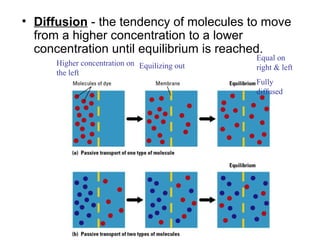 Osmosis | PPT | Chemistry | Science