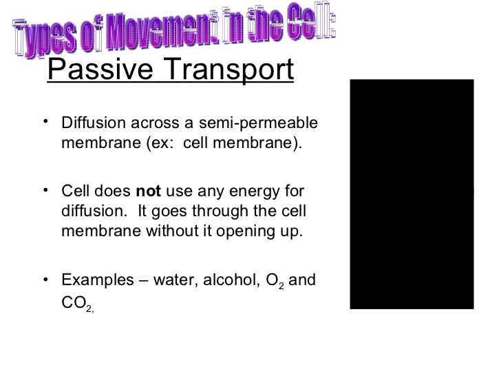 Osmosis/Diffusion/Active Transport
Example Of Passive Transport