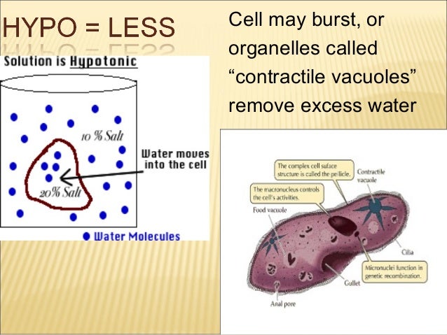 Why do doctors administer saline solution instead of pure water picture
